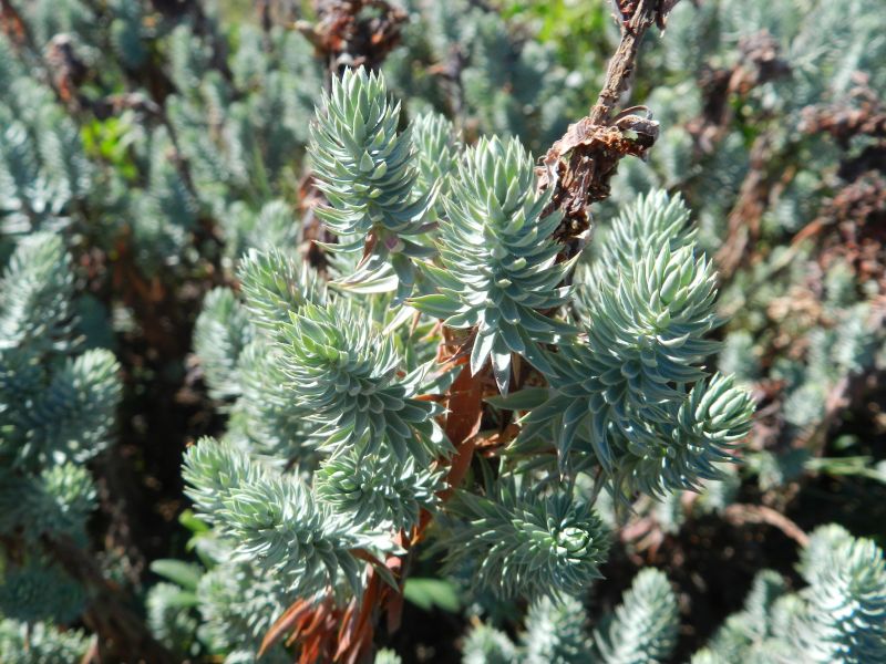Euphorbia pithyusa
